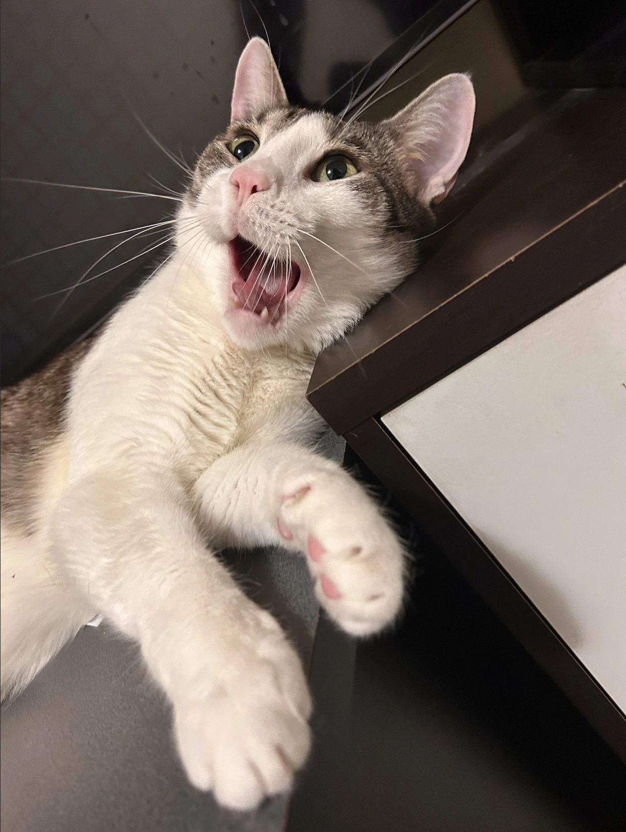Booly Amazed