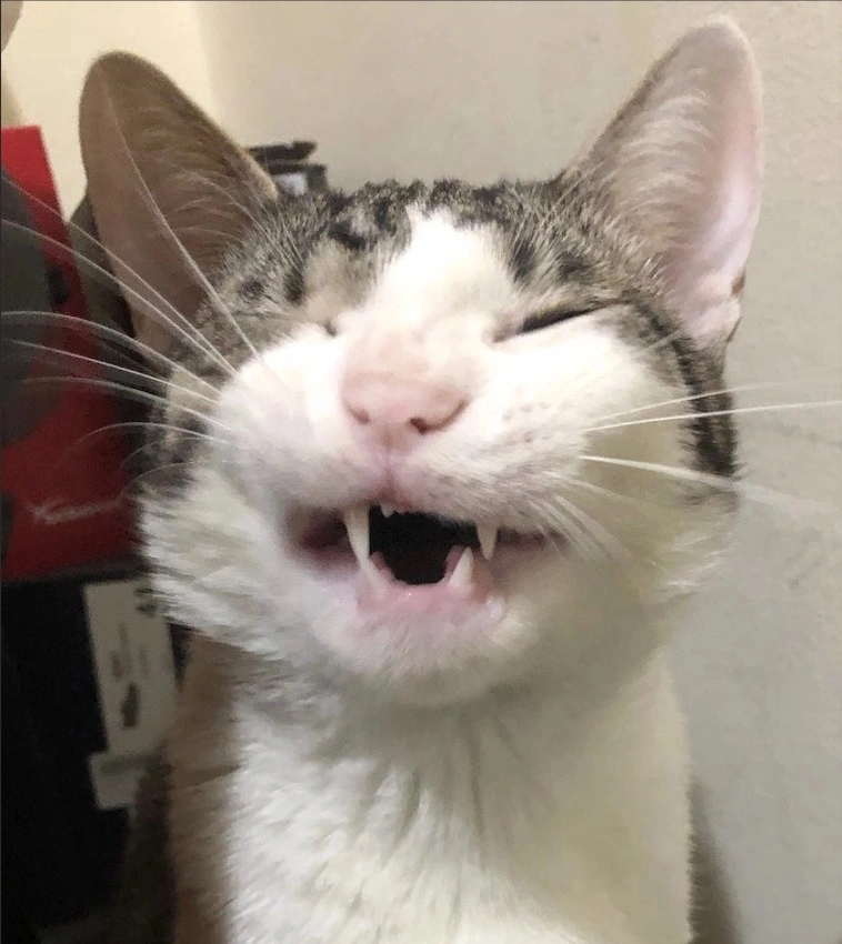 Booly Laughing