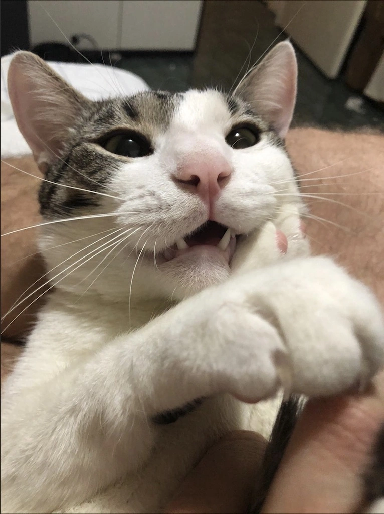 Booly Excited