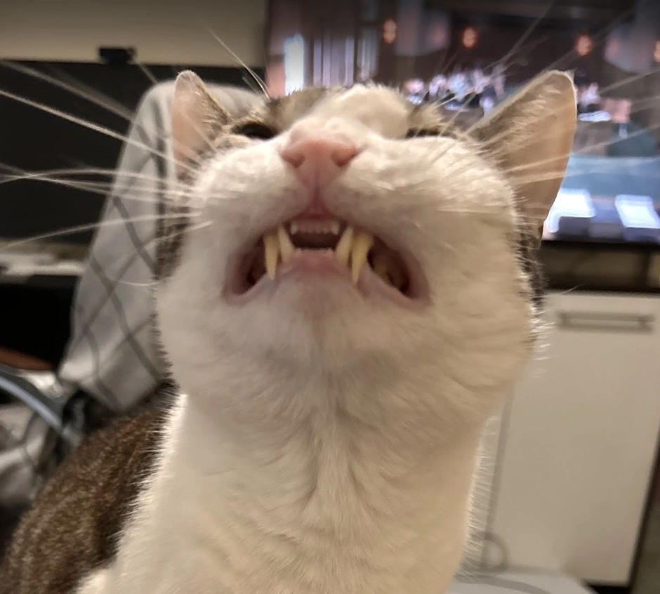 Booly Lion Mode