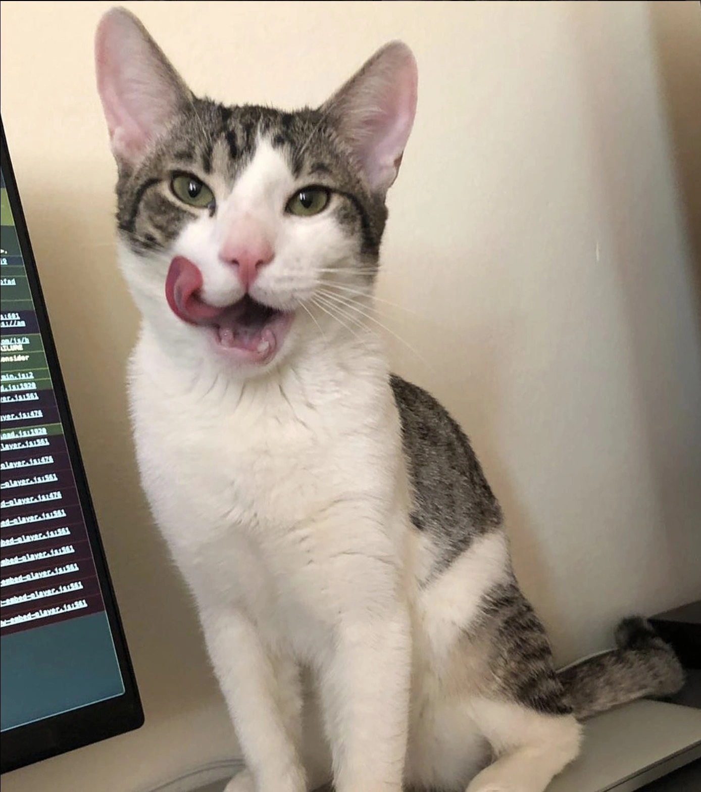 Booly - The Visionary Coding Cat