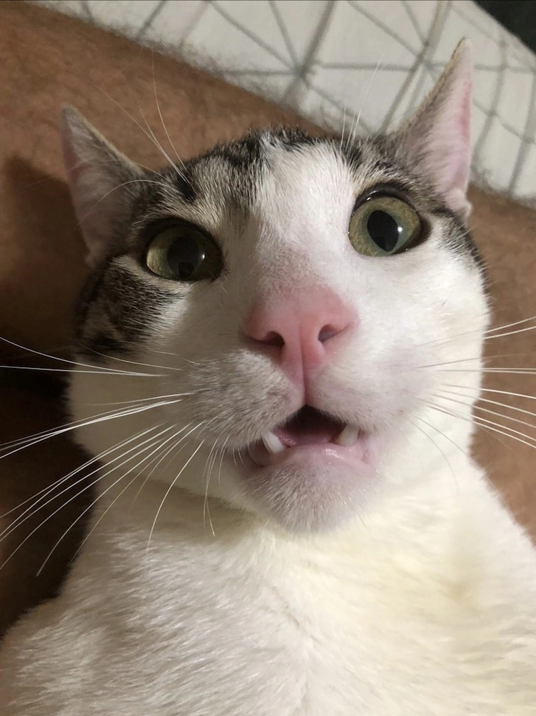 Booly Thinking