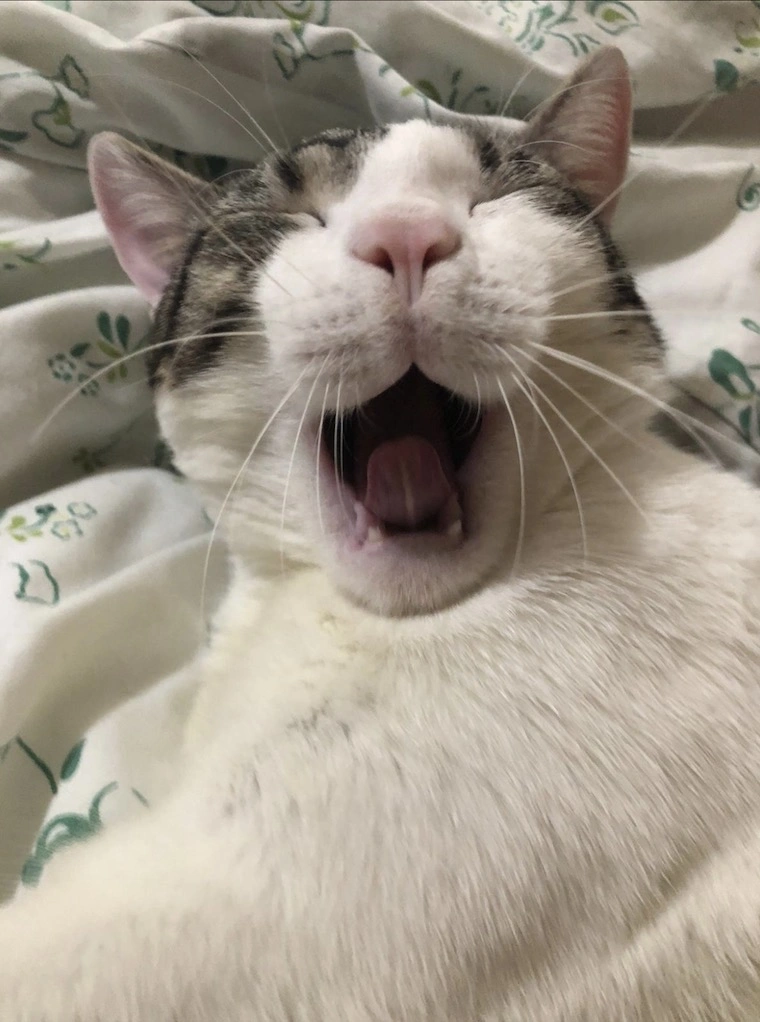 Booly Easy Mode